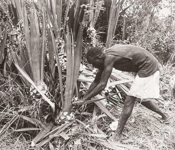 1940s East Africa - Uganda - cutting sisal