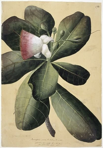 Barringtonia speciosa, barringtonia tree