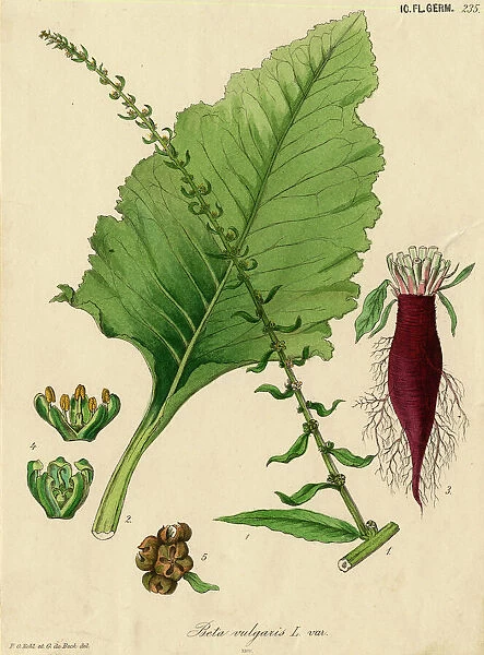 Beta vulgaris, spinach beet