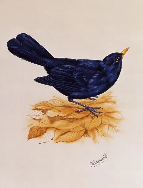 Blackbird standing on dry leaves