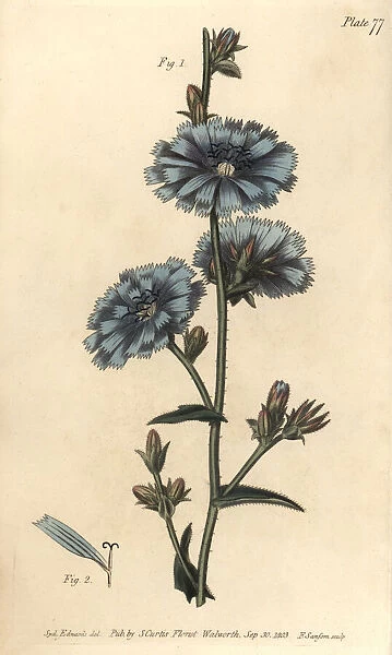 Blue succory or common chicory, Cichorium intybus