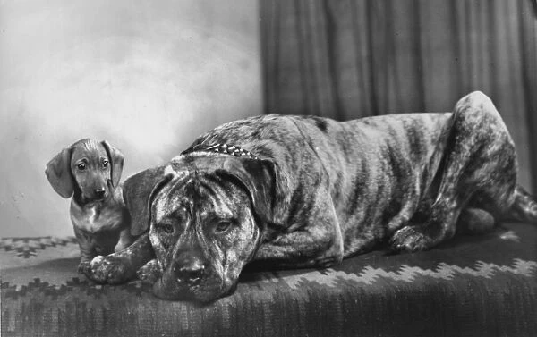 Boxer dog and Dachshund