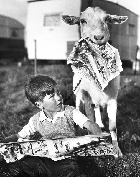 Boy and goat with comic magazine, Balham, SW London
