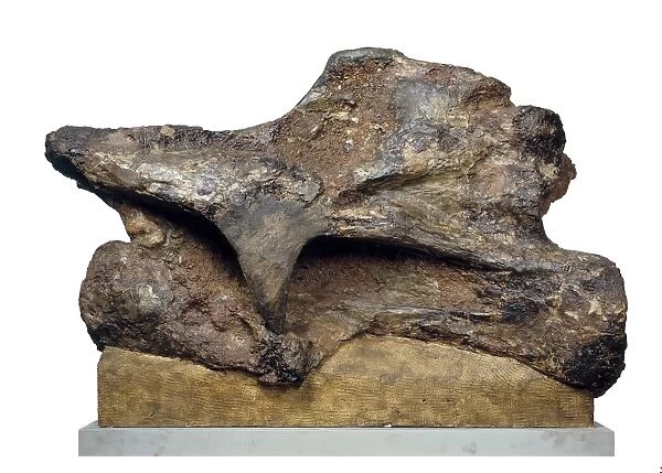 Brachiosaur neck vertebra