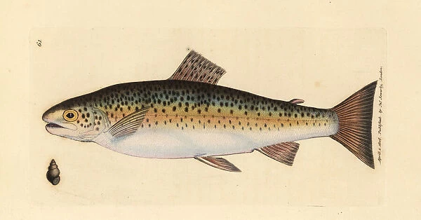 Brown trout, Salmo trutta fario