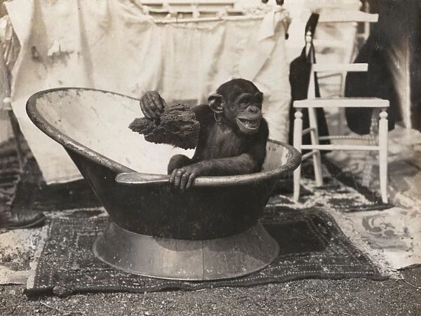 Chimpanzee at Earls Court Exhibition