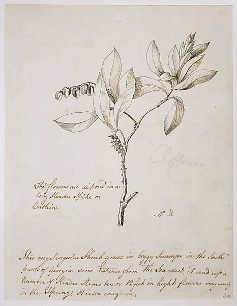 Cliftonia monophylla, buckwheat tree