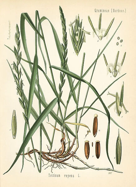 Couch grass, Elymus repens
