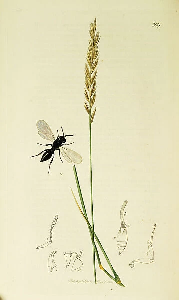 Curtis British Entomology Plate 309