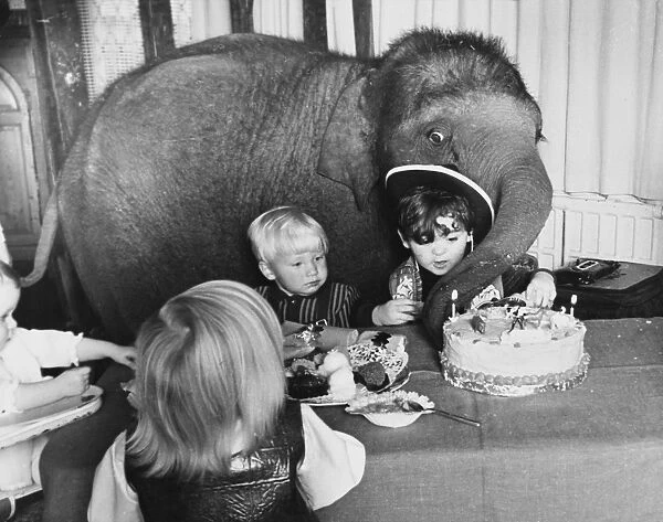 Elephant at a Party