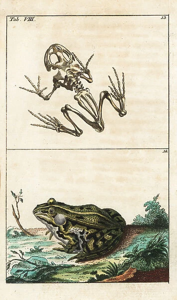Frog skeleton and edible frog, Pelophylax kl esculentus