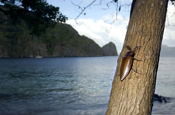 Giant Malaysian Click-Beetle - male on bark of a tree
