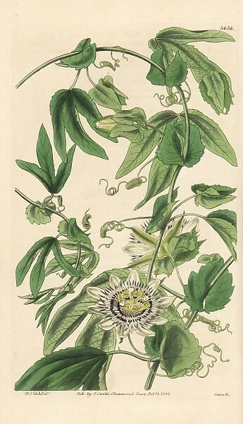 Large-stipuled passion-flower, Passiflora tucumanensis