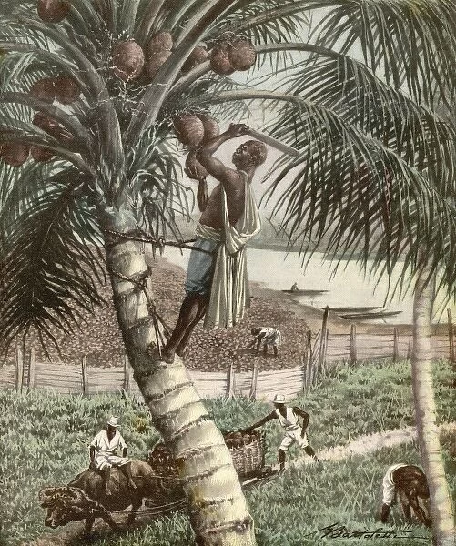Picking Coconuts  /  Africa
