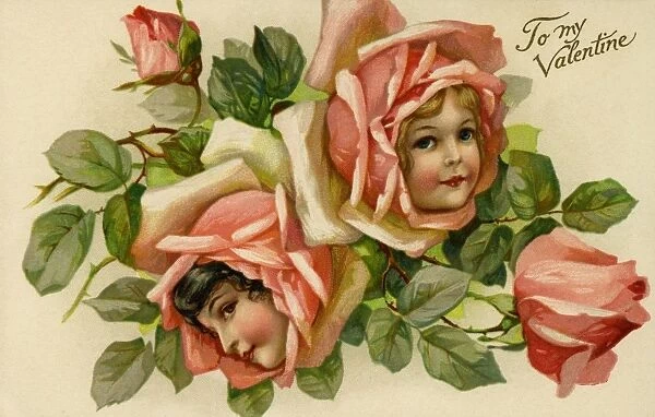 Pink Rose flower faces