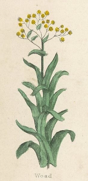 Plants  /  Isatis Tinctoria