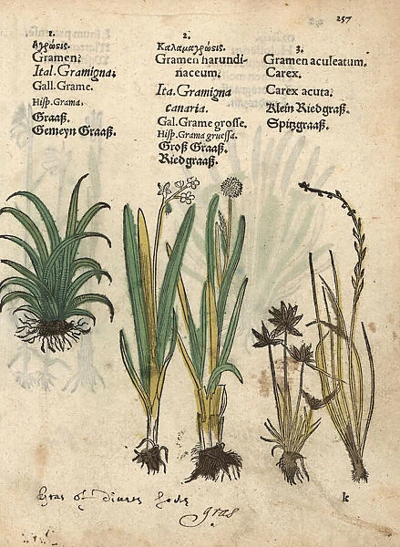 Reed grass and acute sedge, Carex acuta