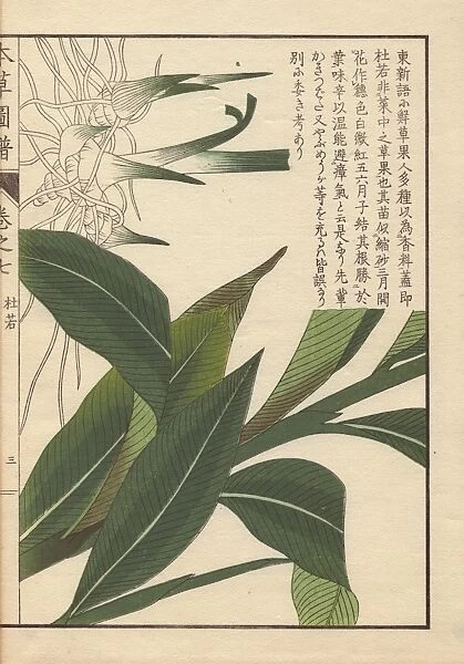 Rhizome and leaves of Chinese alpinia, Alpinia