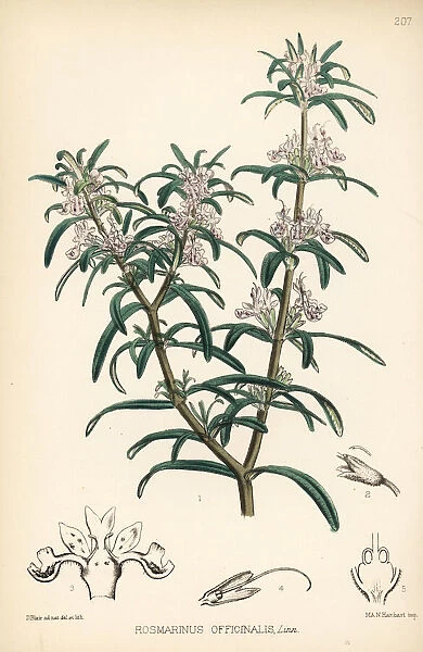 Rosemary, Rosmarinus officinalis