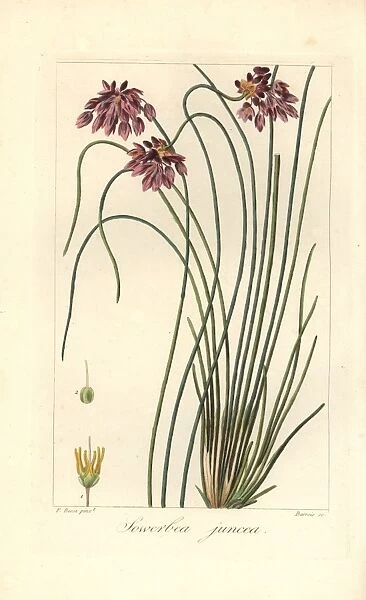 Rush lily, Sowerbaea juncea, native to Australia