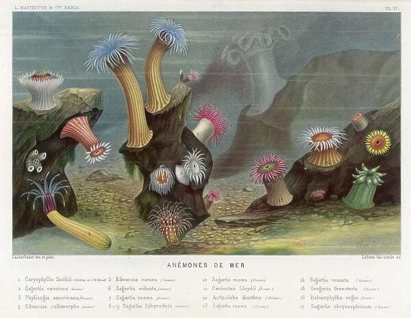 Sea Anemones  /  1865