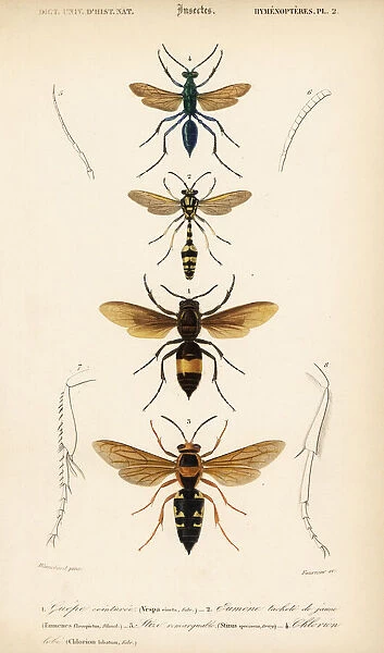 Species of wasps