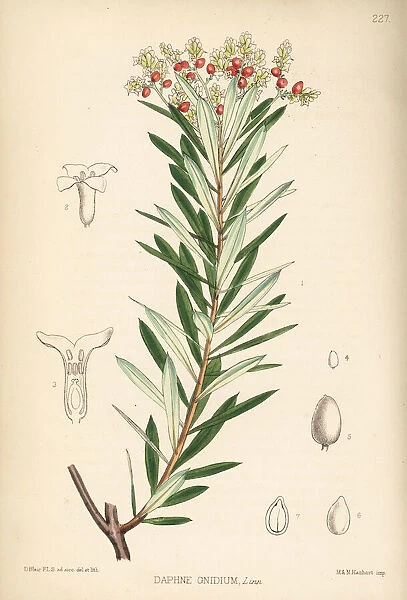 Spurge flax or flax-leaved daphne, Daphne gnidium