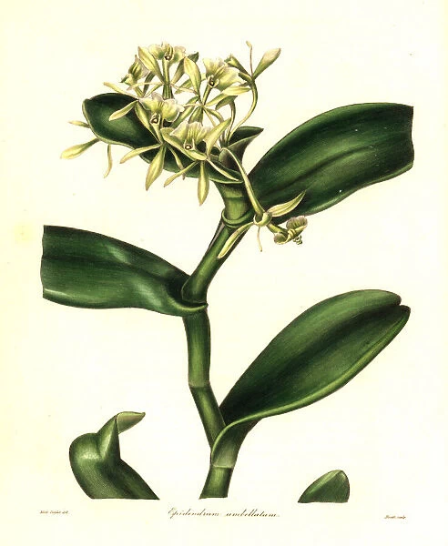 Umbellated epidendrum orchid, Epidendrum umbellatum
