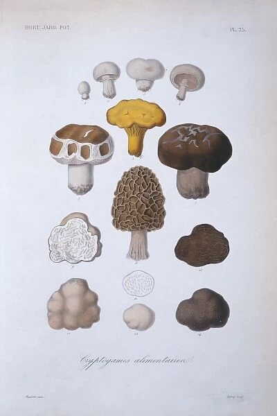Various fungi