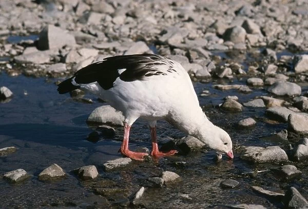 Andean Goose Peru