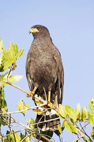 Common Black-Hawk. Adult. San Blas, Mexico in March