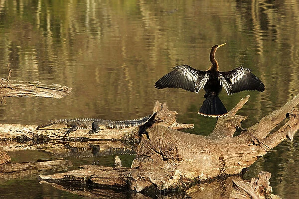 USA, Georgia, Riceboro. Alligator and anhinga sunning on log. Date: 28-12-2020