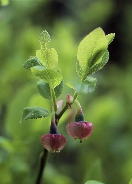 Bilberry (Vaccinium myrtillus) flowers
