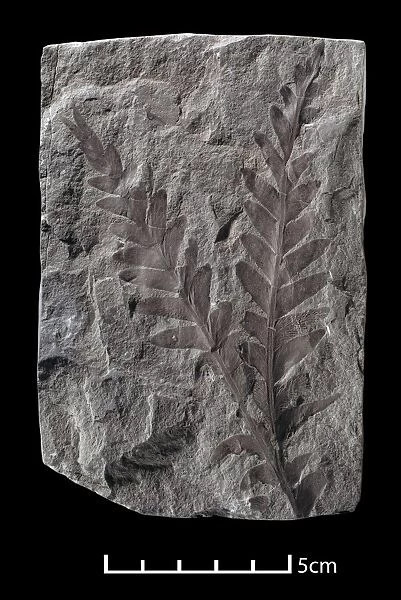 Dicroidium, seed fern fossil C016  /  5054