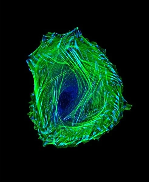 Embryonic smooth muscle cell C018  /  8595