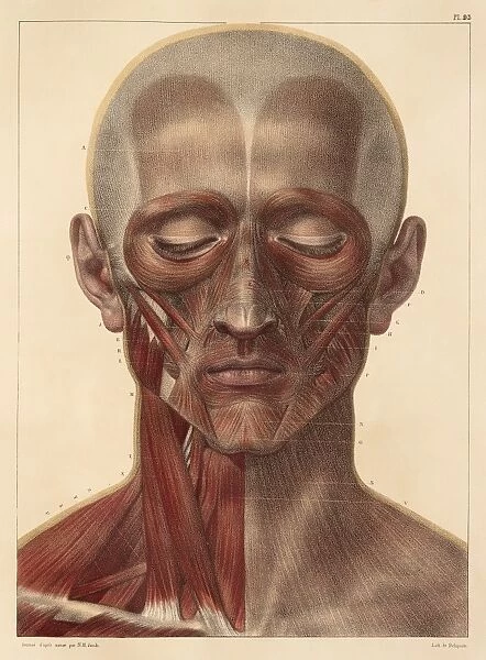 Face and neck muscles, 1831 artwork