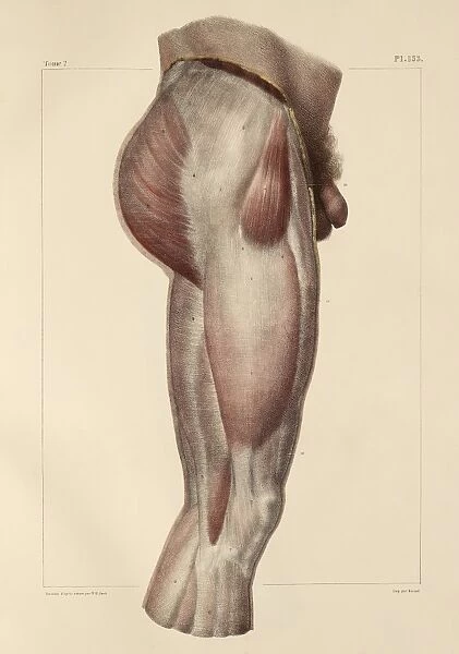 Fascia of the thigh, 1831 artwork