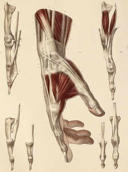 Hand muscle anatomy, 1831 artwork