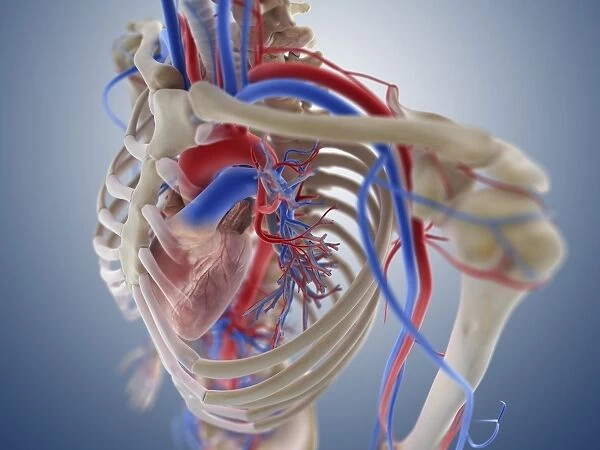 Heart-lung system, artwork C013  /  4407
