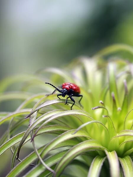 Lily beetle on a lilly (Lilium regale)