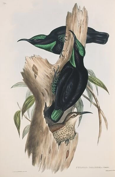 Paradise riflebirds, 19th century artwork C013  /  6426