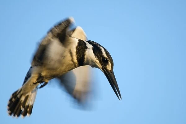 Pied kingfisher in flight
