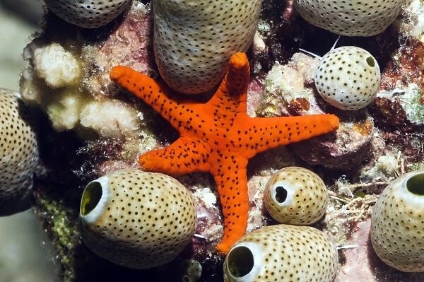 Red seastar and seasquirts