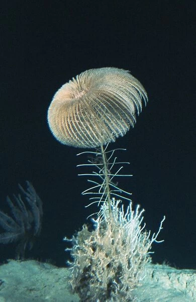 Sea lily (Endoxocrinus sp.). Sea lilies, or crinoids