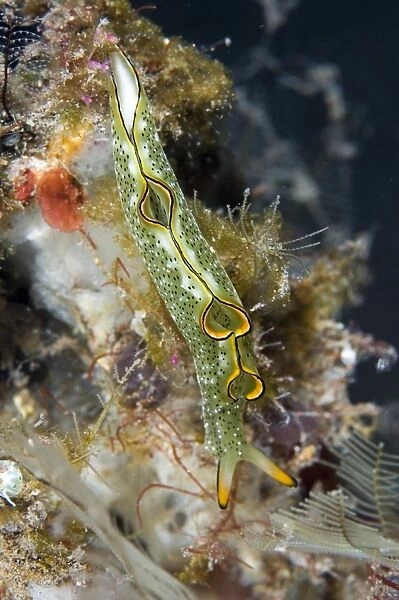 Sea slug (Elysia ornata). This sea slug is found in the tropical Indo-Pacific region