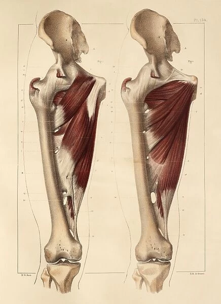 Thigh muscle anatomy, 1831 artwork