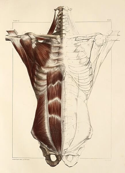 Trunk muscle anatomy, 1831 artwork