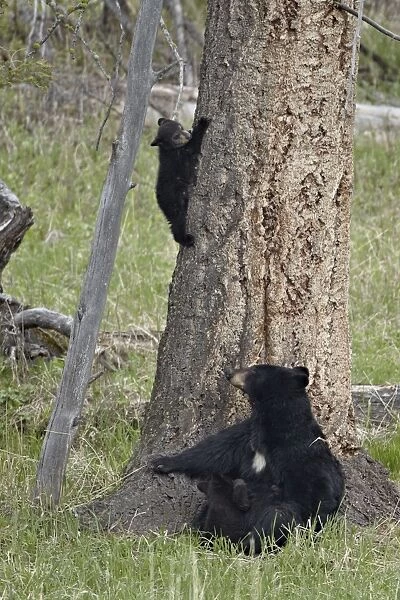 Black bear (Ursus americanus) sow and two cubs-of-the-year, one nursing and one coming down from a tree, Yellowstone National Park, Wyoming, United States of America, North America