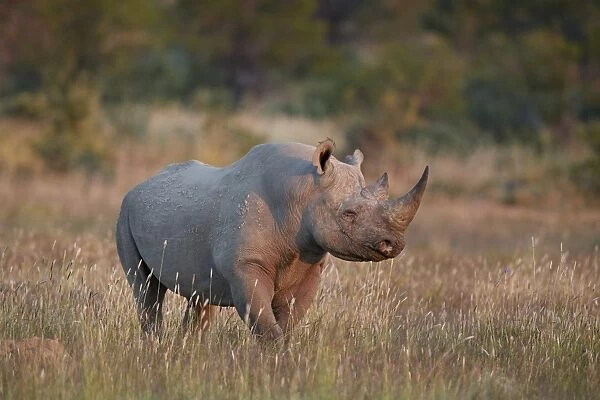 Black Rhinoceros (hook-lipped rhinoceros) (Diceros bicornis), Mountain Zebra National Park