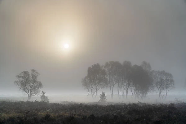 A misty autumn sunrise over Strensall Common Nature reserve near York, North Yorkshire, England